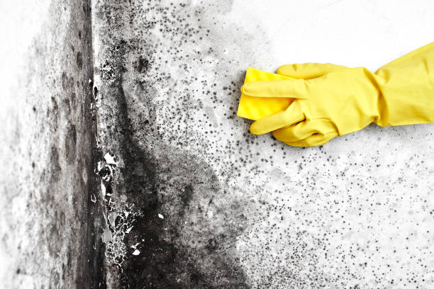 Professional Mold Remediation in Adams, WI