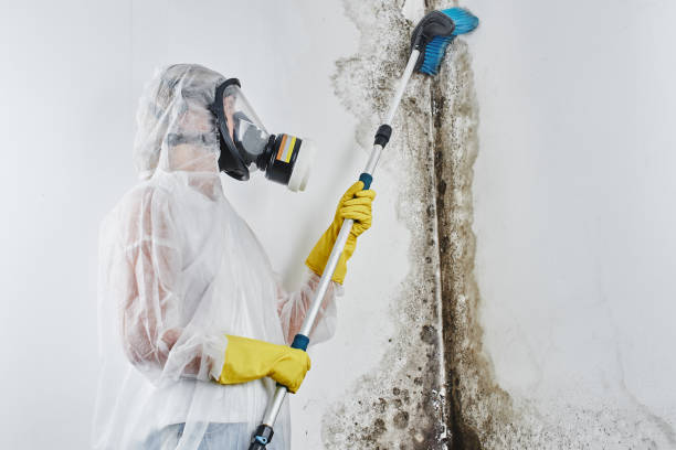 Best Mold Testing and Inspection Services in Adams, WI