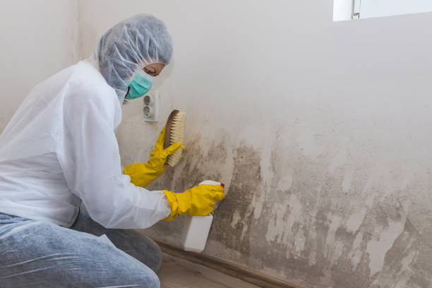 Best Attic Mold Remediation in Adams, WI