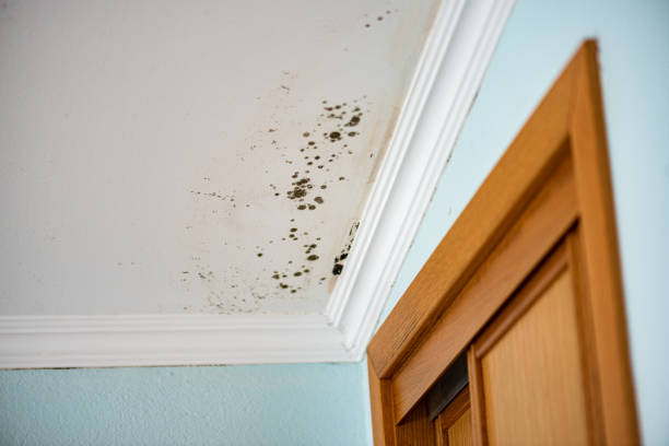 Best Black Mold Remediation in Adams, WI