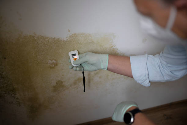Best Post-Flood Mold Remediation in Adams, WI