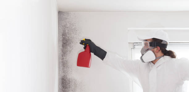 Best Black Mold Remediation in Adams, WI