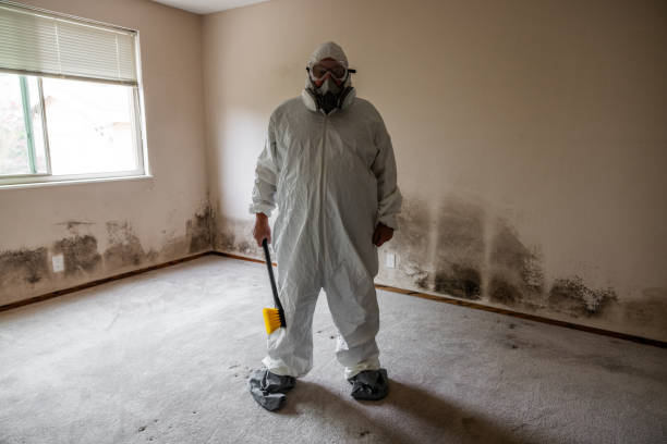 Best DIY Mold Remediation Support Services in Adams, WI