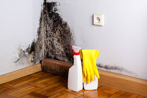 Best DIY Mold Remediation Support Services in Adams, WI
