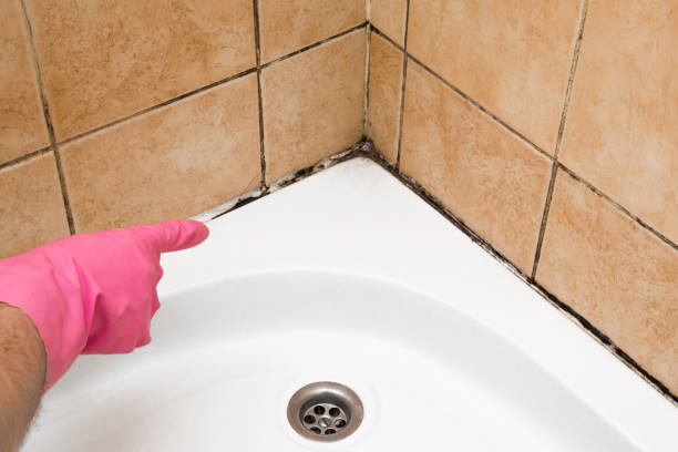 Best Commercial Mold Remediation in Adams, WI